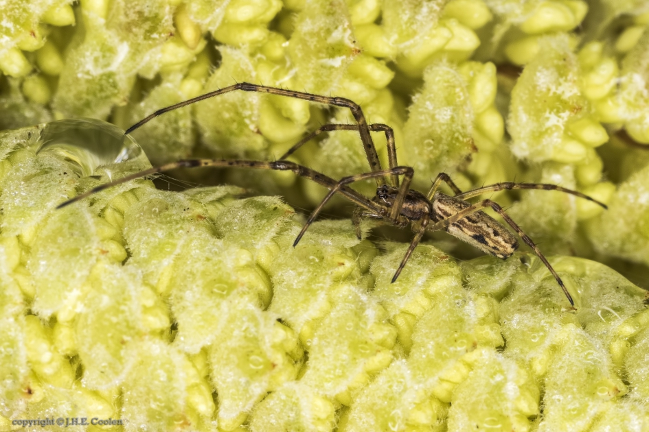 Strekspin - Geleedpotigen - Strekspin