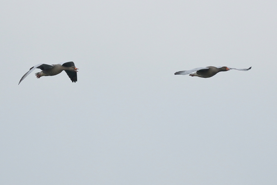 tandje terug aub - Vogels - grauwe gans