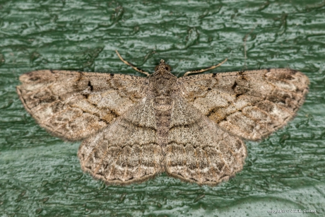 Taxusspikkelspanner (Peribatodes rhomboidaria)