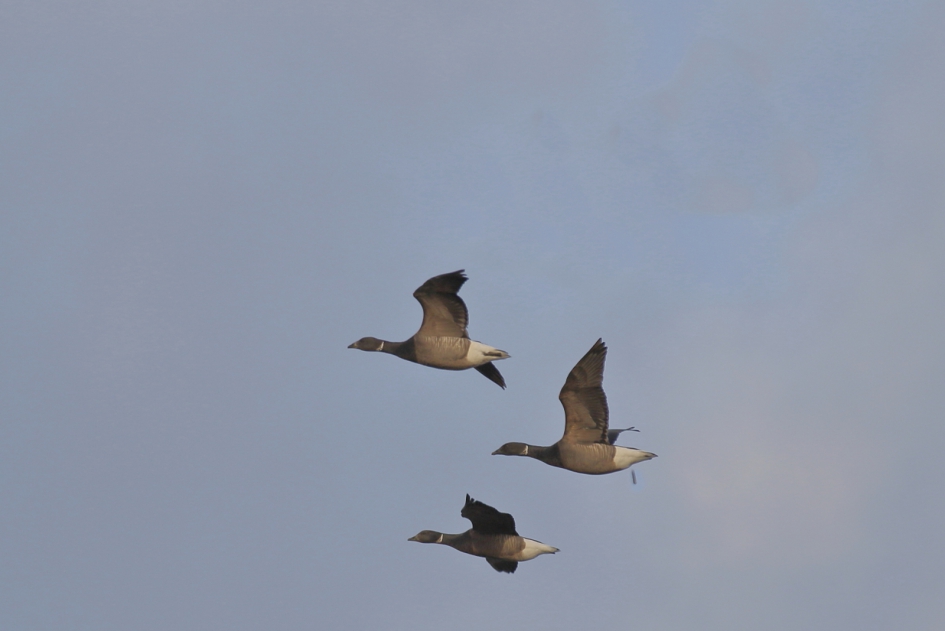 the dropping - Vogels - rotgans