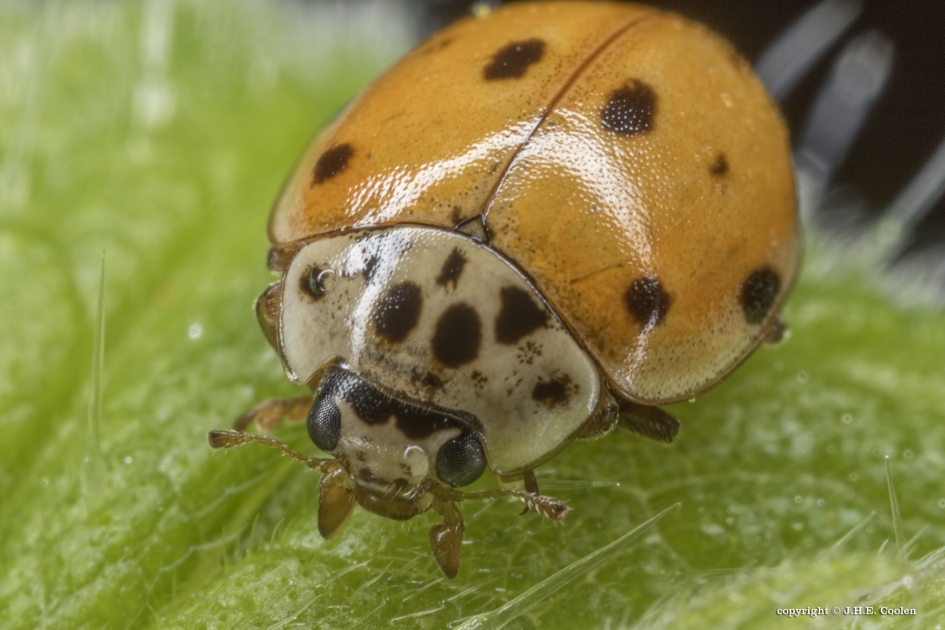 Tienstippelig lieveheersbeestje (Adalia decempunctata) - Geleedpotigen - Tienstippelig lieveheersbeestje