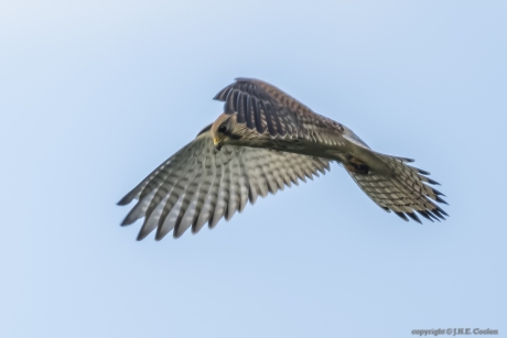 Torenvalk (Falco tinnunculus)