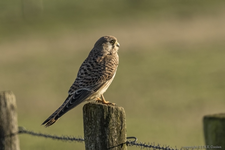Torenvalk (Falco tinnunculus)