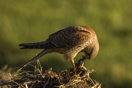 Torenvalk geniet van gevangen muis