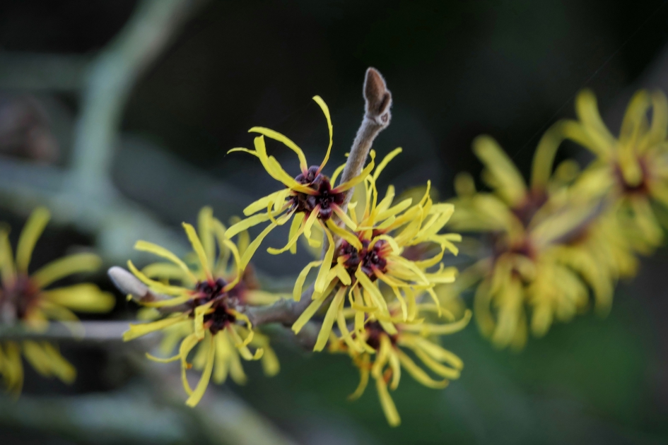 Toverhazelaar. - Planten - Toverhazelaar