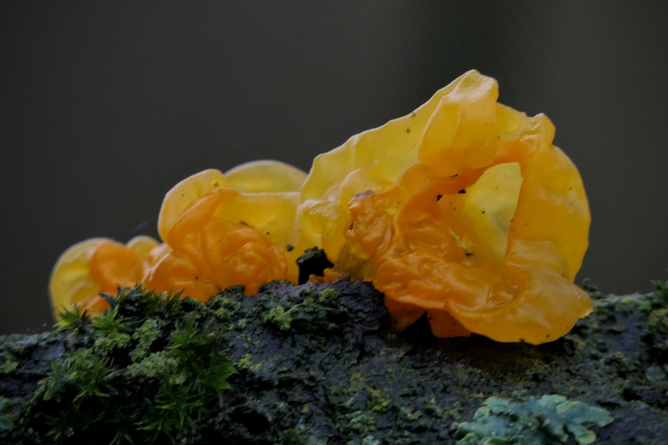 "Trillerig" - Schimmels - Gele trilzwam.