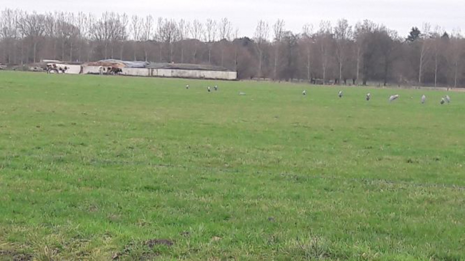 Troep blauwe reigers - Vogels - Blauwe reigers