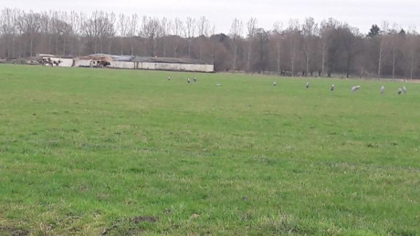 Troep blauwe reigers