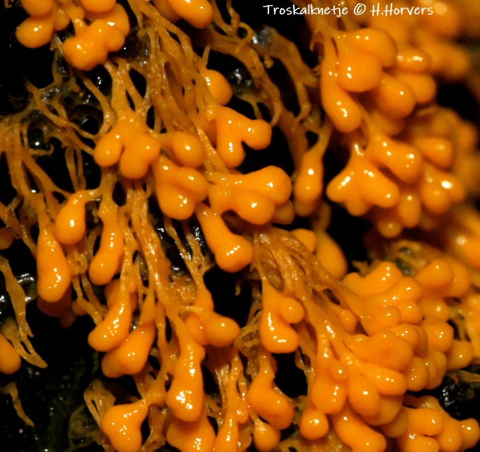 Troskalknetje - Schimmels - Troskalknetje