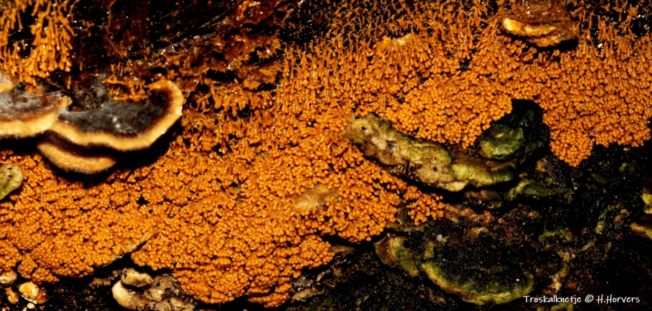 Troskalknetje - Schimmels - Slijmzwammetjes - Troskalknetje