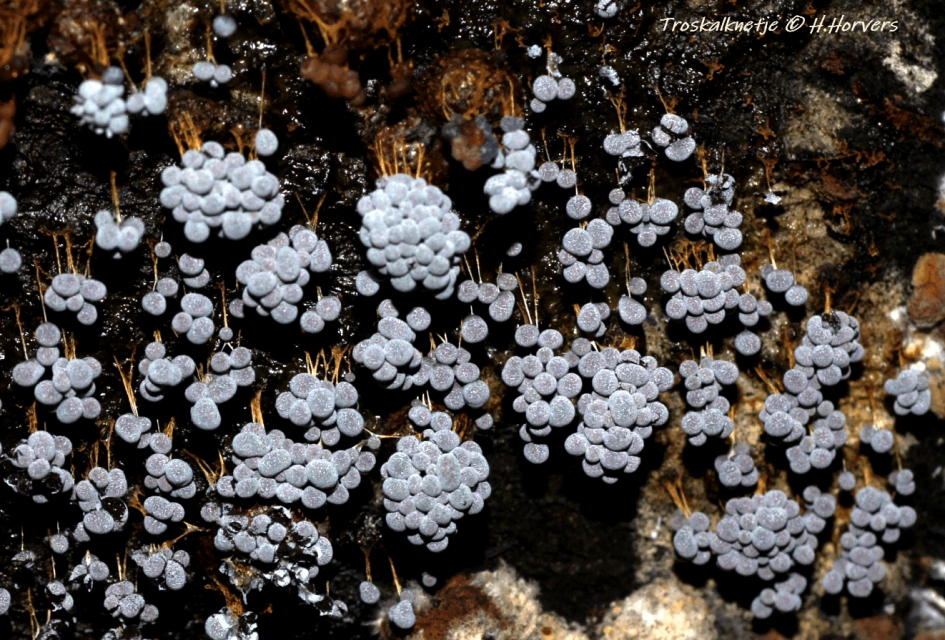 Troskalknetje - Schimmels - Troskalknetje