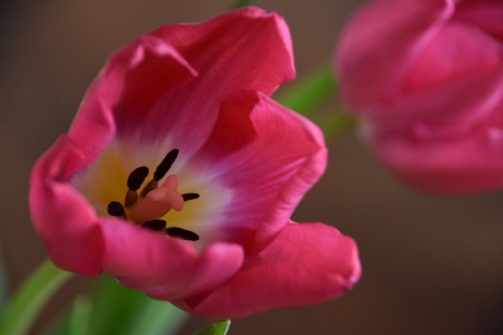Tulp