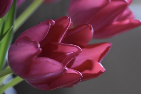 Tulpen