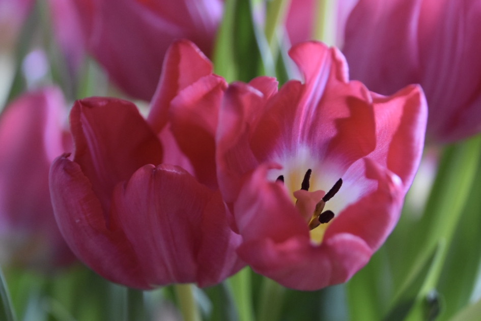 Tulpen - Planten - 