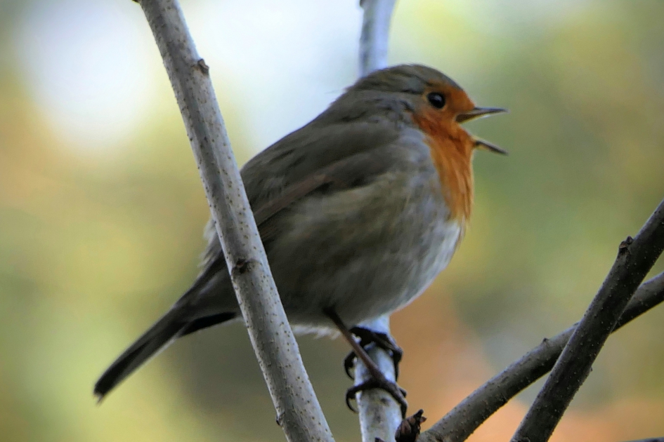 Uit volle (rood)borst... - Vogels - Roodborst