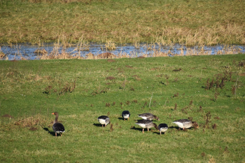 Grauwe ganzen - Vogels - 
