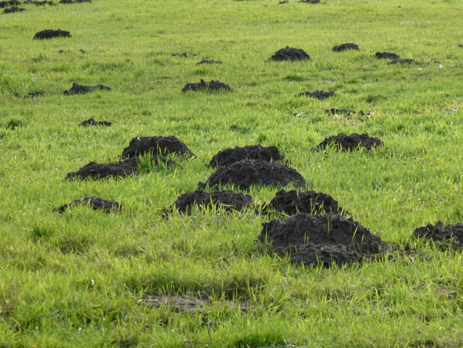Veel molshopen in het land - Weer en landschap - 