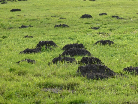 Veel molshopen in het land