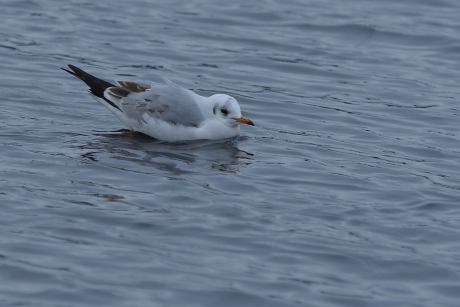 Kokmeeuw – juveniel-