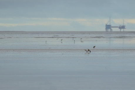 ''verdwaalde'' bergeend op het Wad