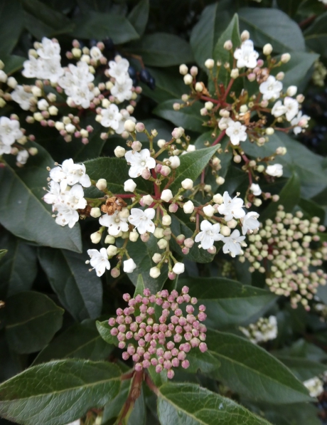 Viburnum