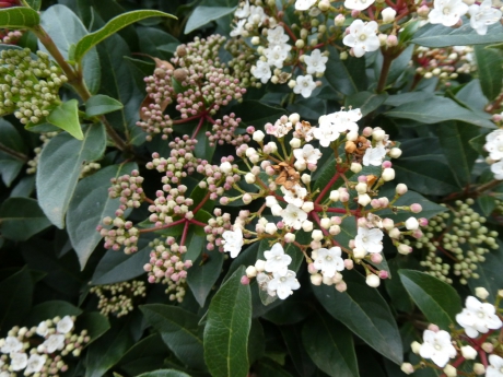Viburnum