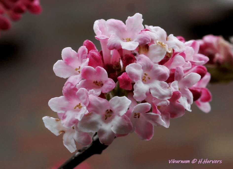 Viburnum . - Planten - Viburnum