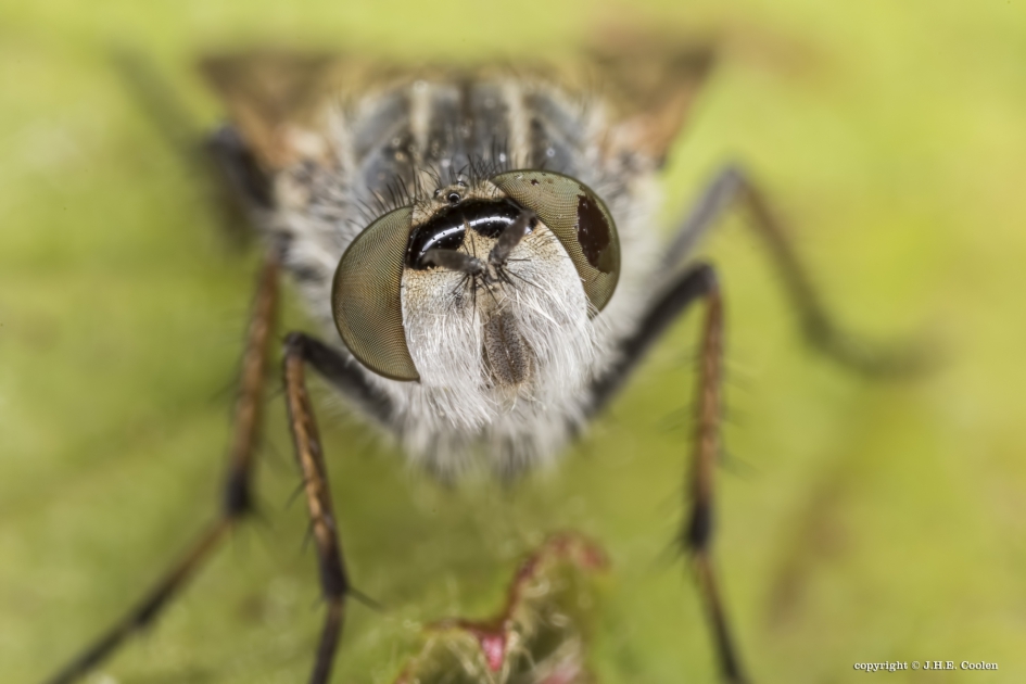 Viltvlieg (Thereva plebeja) - Geleedpotigen - Viltvlieg