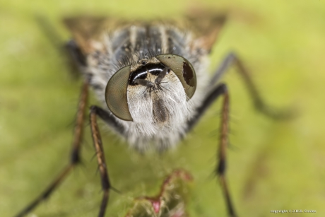 Viltvlieg (Thereva plebeja)