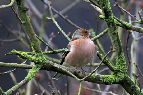Vink met volle borst