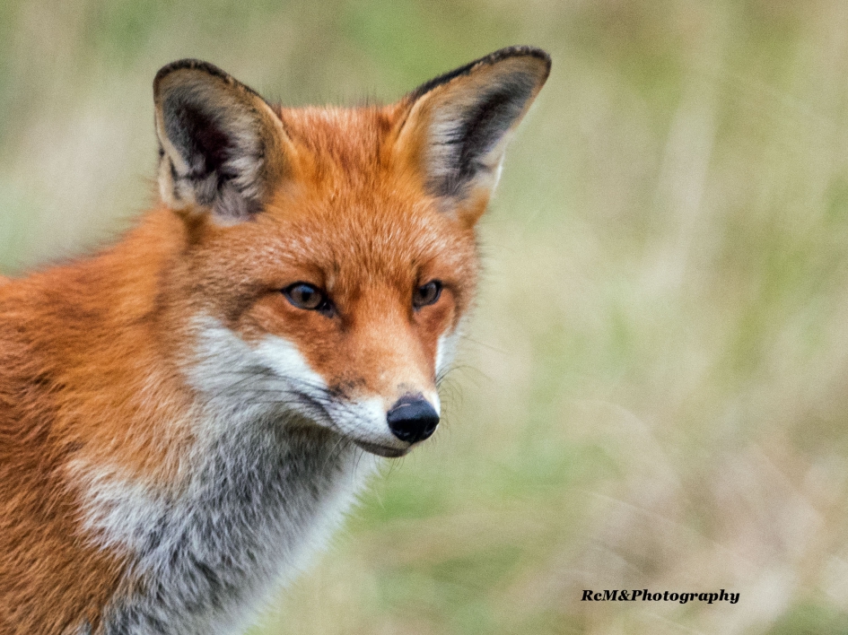 Vos. - Zoogdieren - Vos.