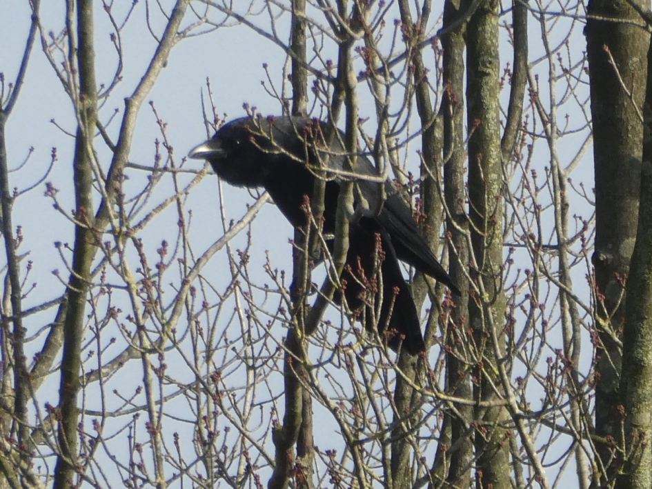 Vreemde houding - Vogels - 