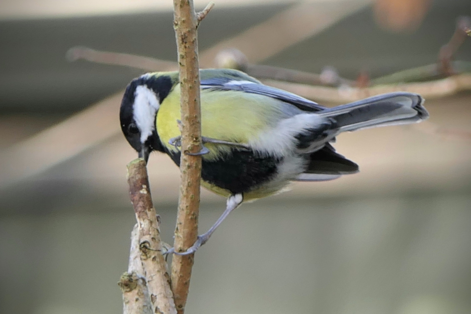 Wat zit daar nog? - Vogels - Koolmees
