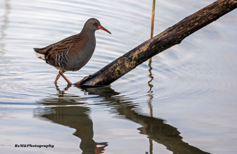 Waterral. - Vogels - Waterral.