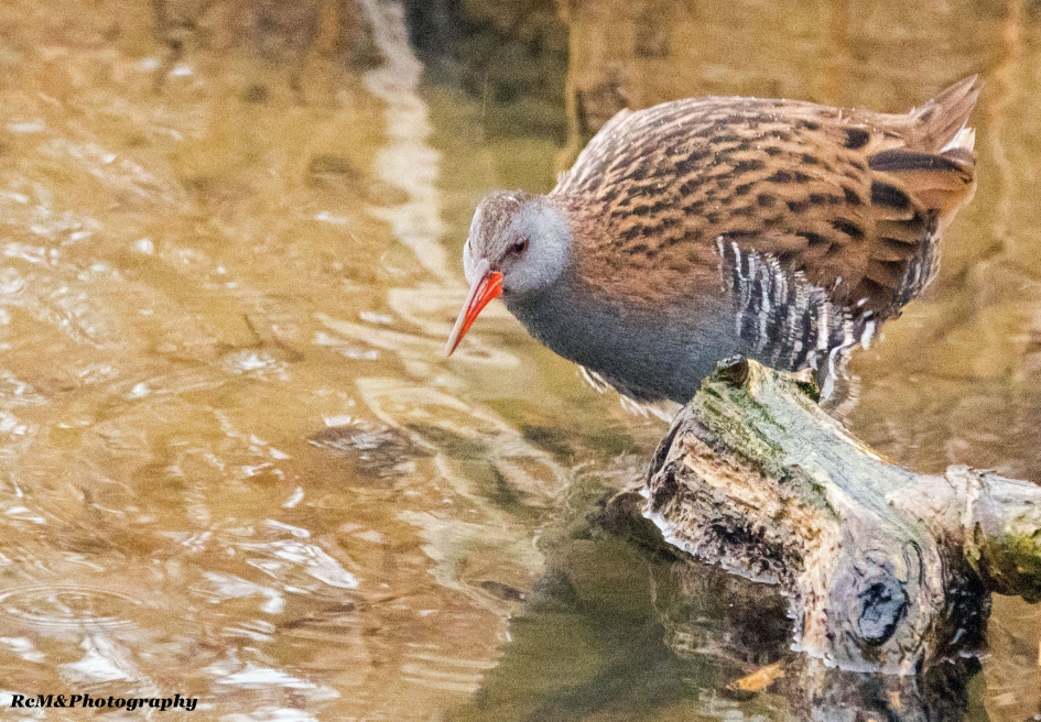 Waterral. - Vogels - Waterral.