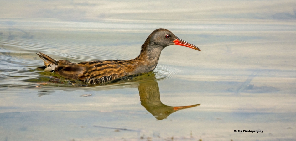 Waterral. - Vogels - Waterral.