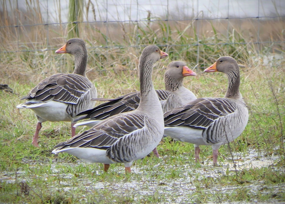 Welke kant moeten we nu op?? - Vogels - Grauwe gans