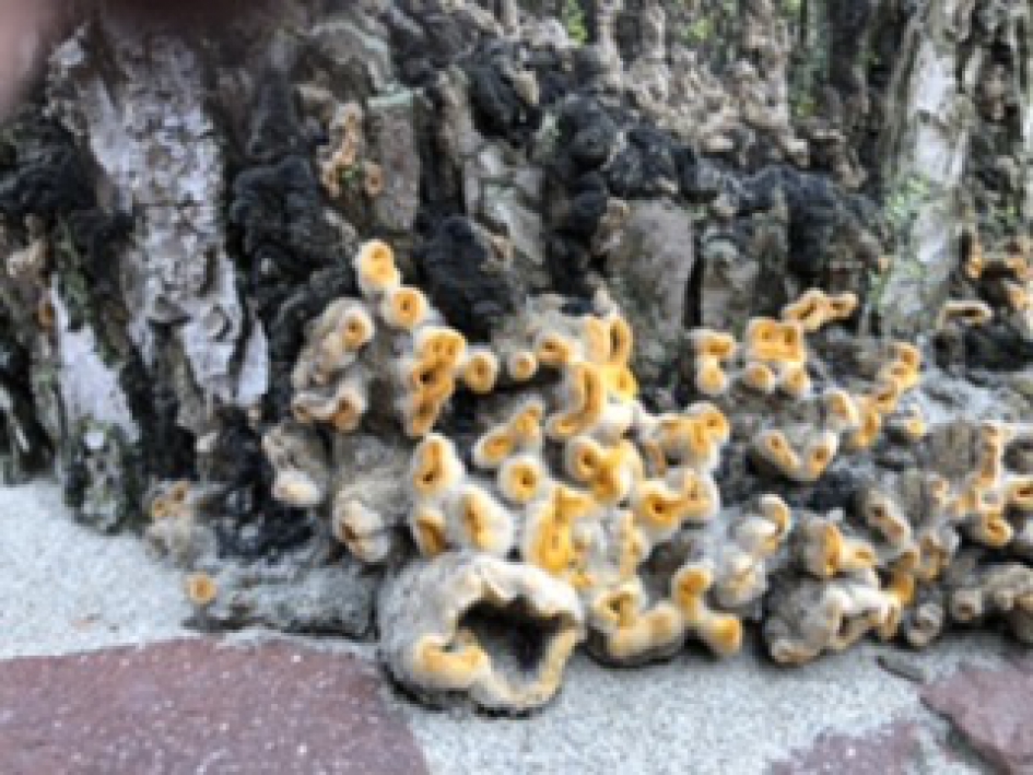 Welke naam draagt deze? - Schimmels - 