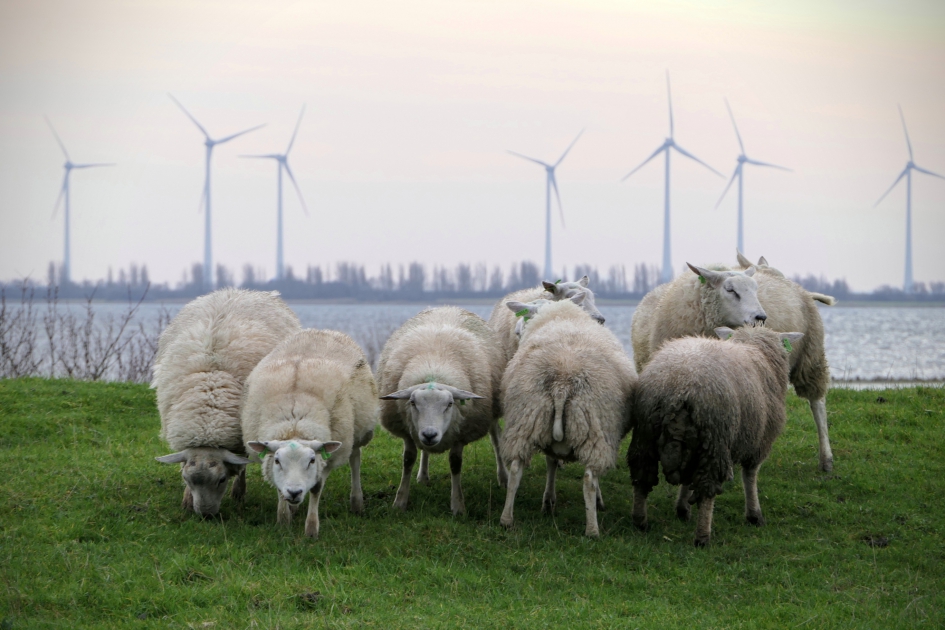 Wij hoeven er niet op hoor. - Zoogdieren - Schaap