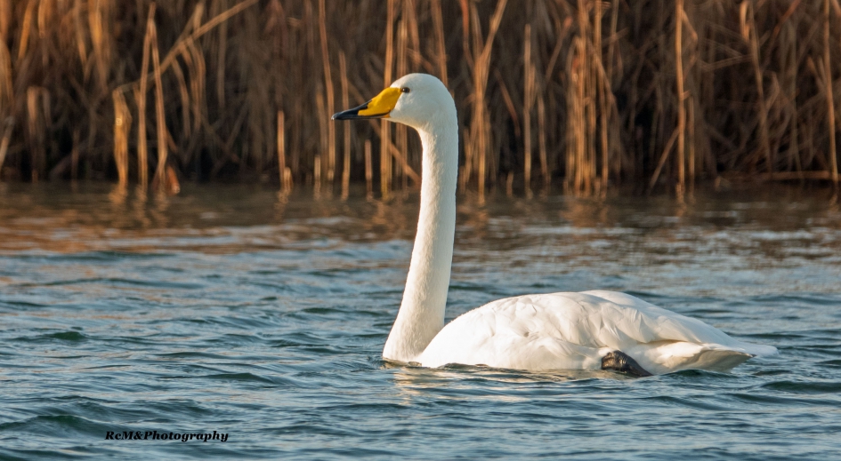 Wilde zwaan. - Vogels - Wilde zwaan.