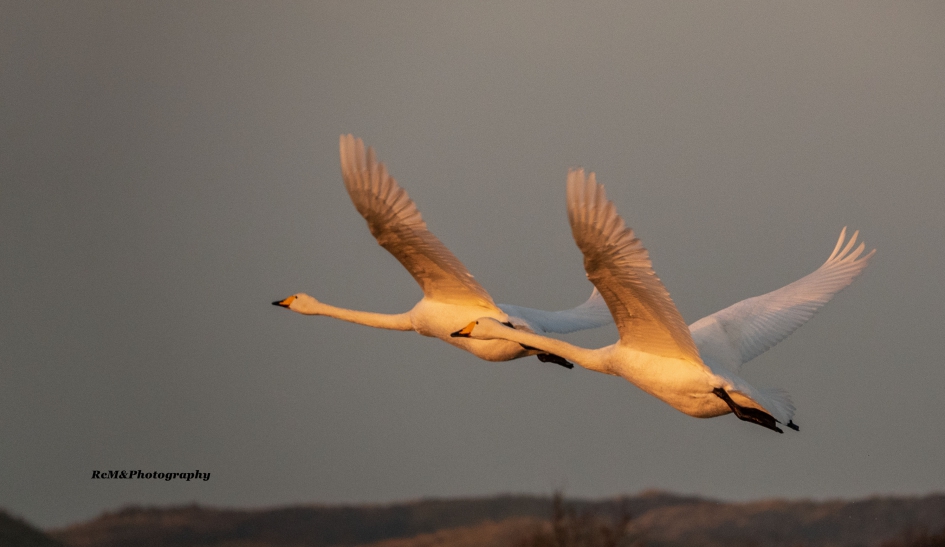 Wilde zwaan. - Vogels - Wilde zwaan.