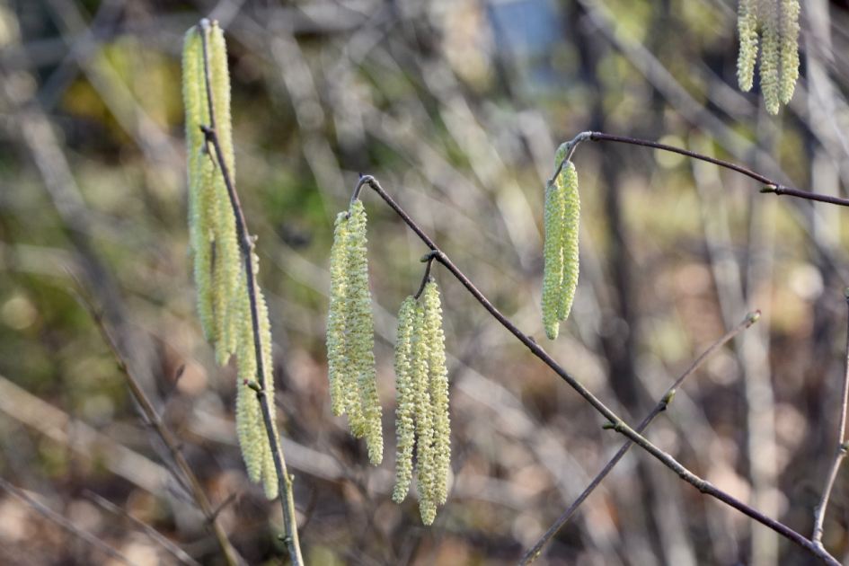 Winterbloeier - Planten - 