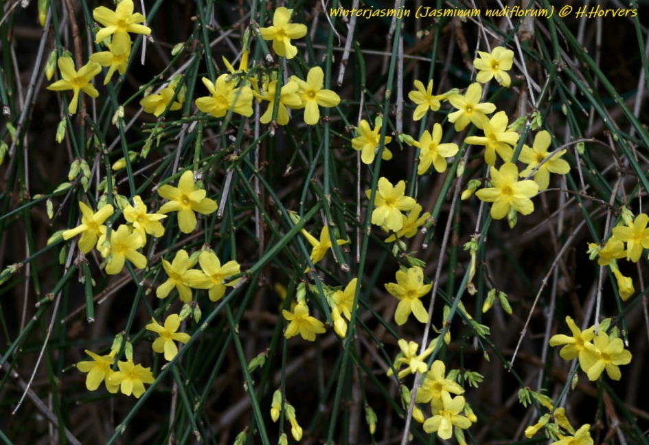 Winterjasmijn (Jasminum nudiflorum). - Planten - Winterjasmijn