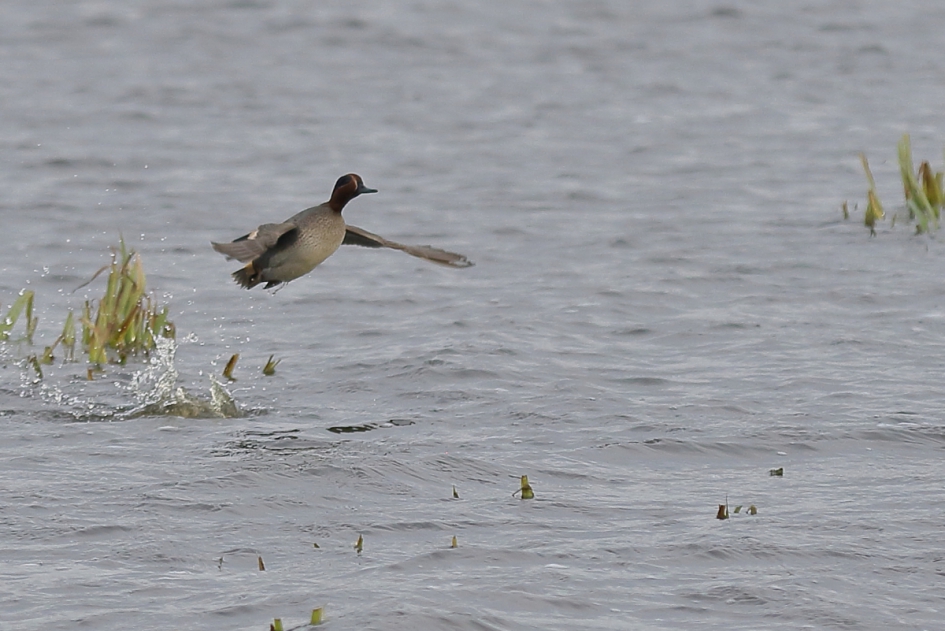 wintertaling -m- - Vogels - wintertaling
