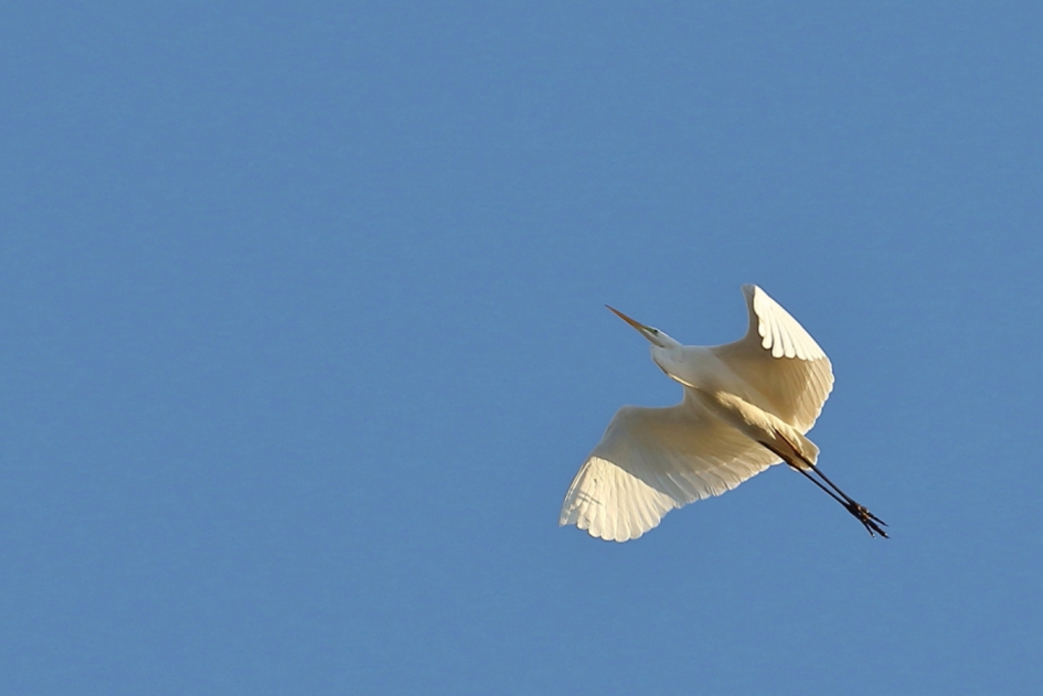 witte wolk - Vogels - grote zilverreiger