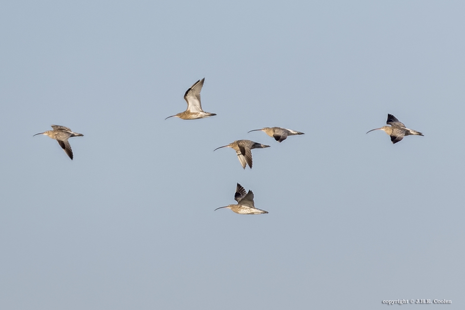 Wulpen - Vogels - Wulp