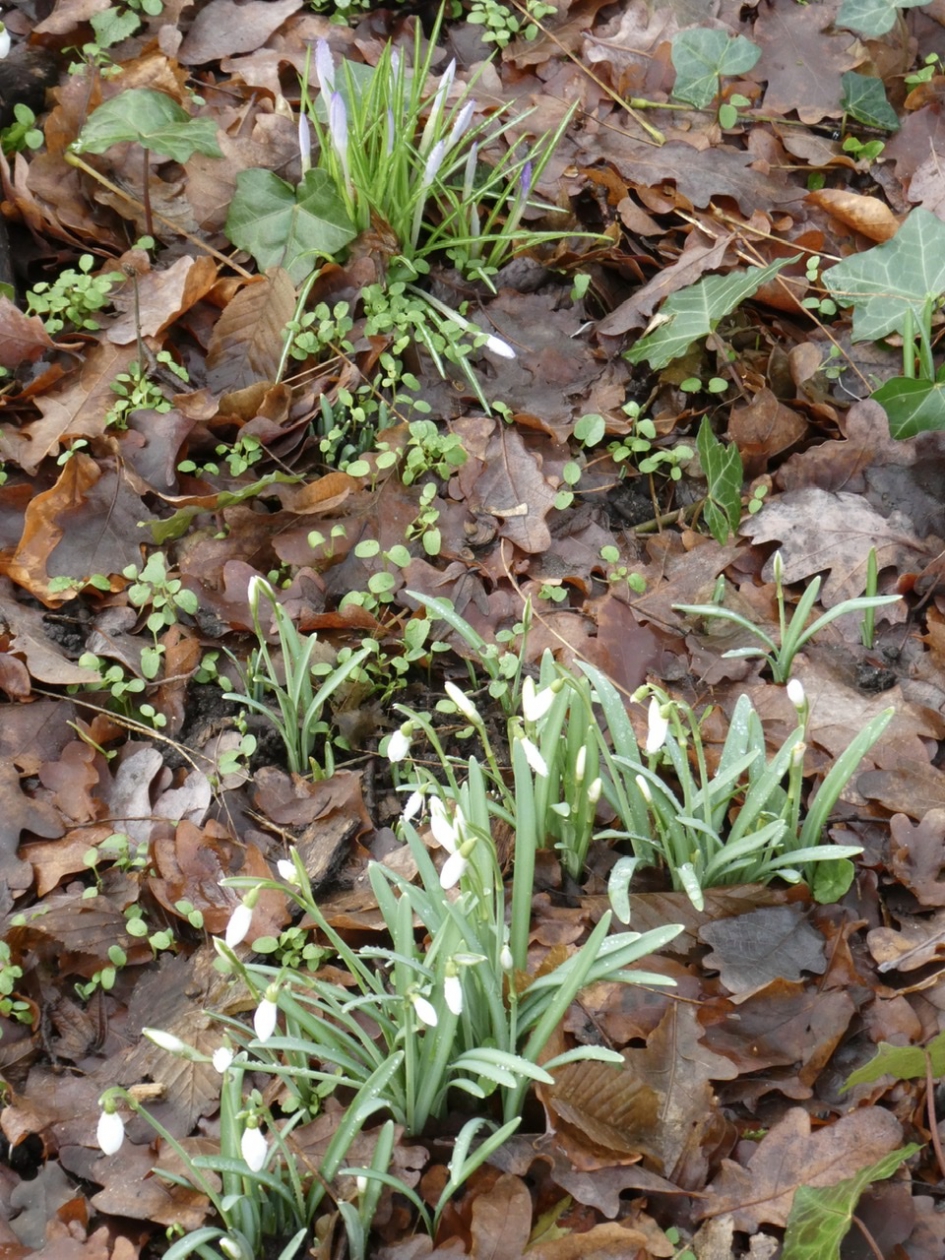 Ze komen er aan - Planten - 