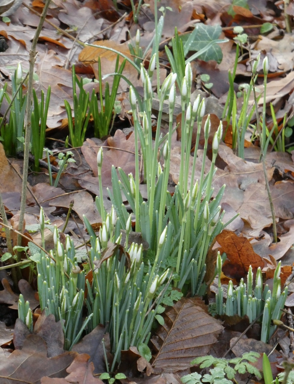 Ze komen weer boven de grond... - Planten - 