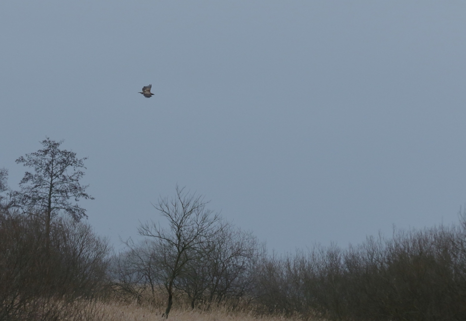 zeearend - Vogels - zeearend