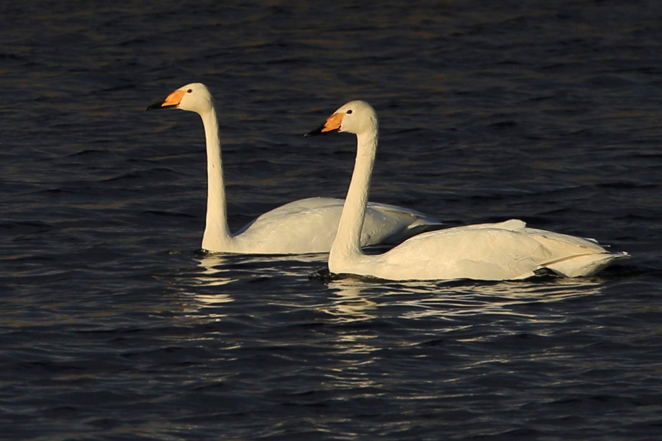 Zingende Zwanen ... - Vogels - Wilde Zwaan